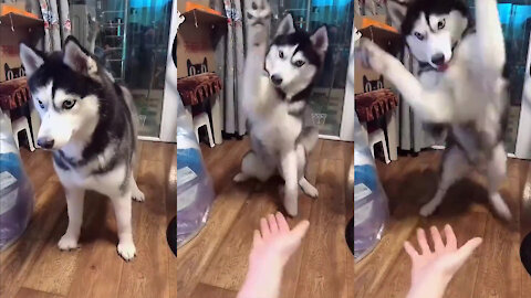 How MA Husky reacts when I call him