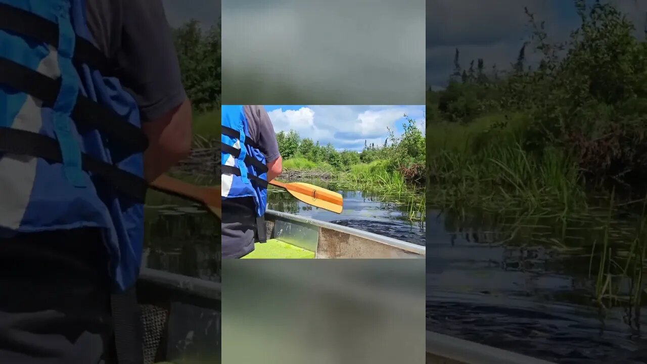 Escape the Beaver Dam Choosing the Right Path for Adventure