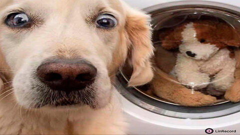 Funny Dogs Best of 2023 / January EP 001#