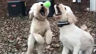 Dogs crash into each other midair while playing catch