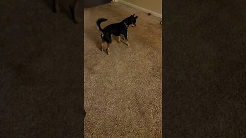 Snickers wants to play and I gotta work