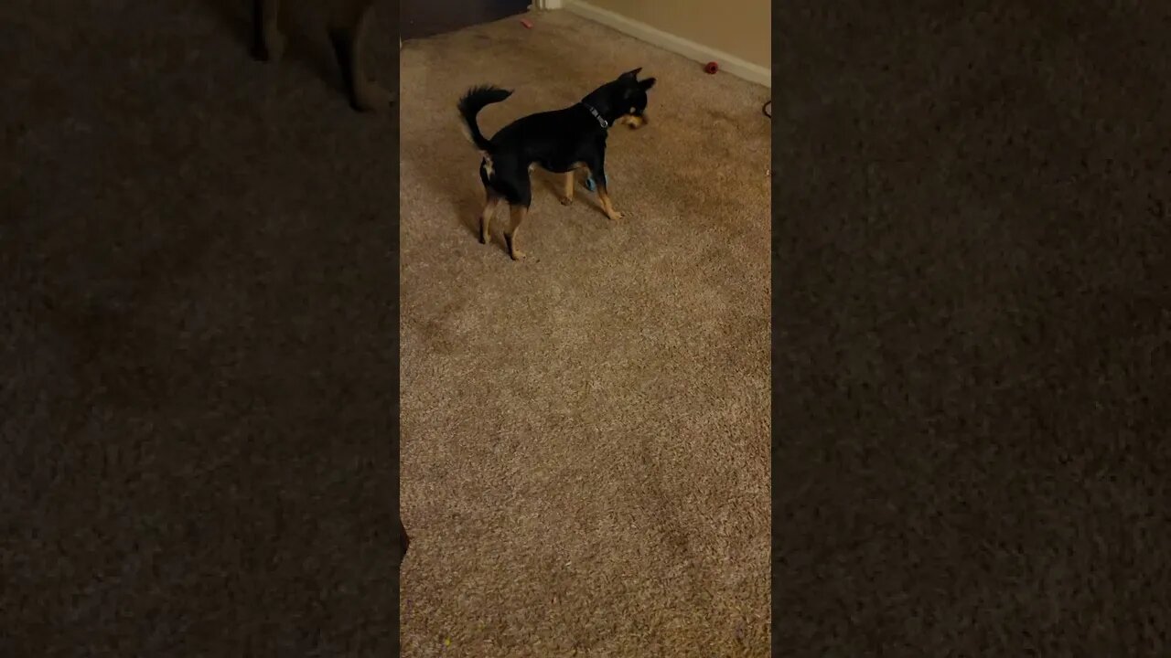 Snickers wants to play and I gotta work