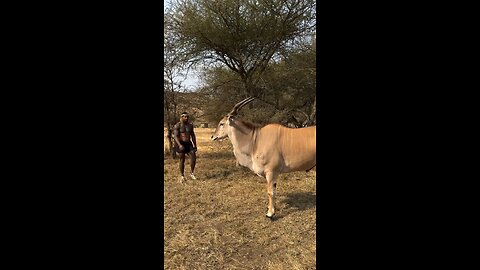 This is an eland the largest species of antelope on the planet they are almost similar in size moose