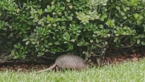 armadillos in my backyard