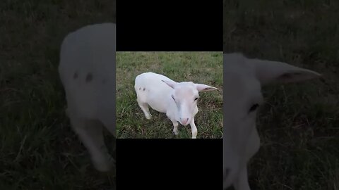 Lamb thinks she's our Puppy! #shorts #homesteading #funnyanimals