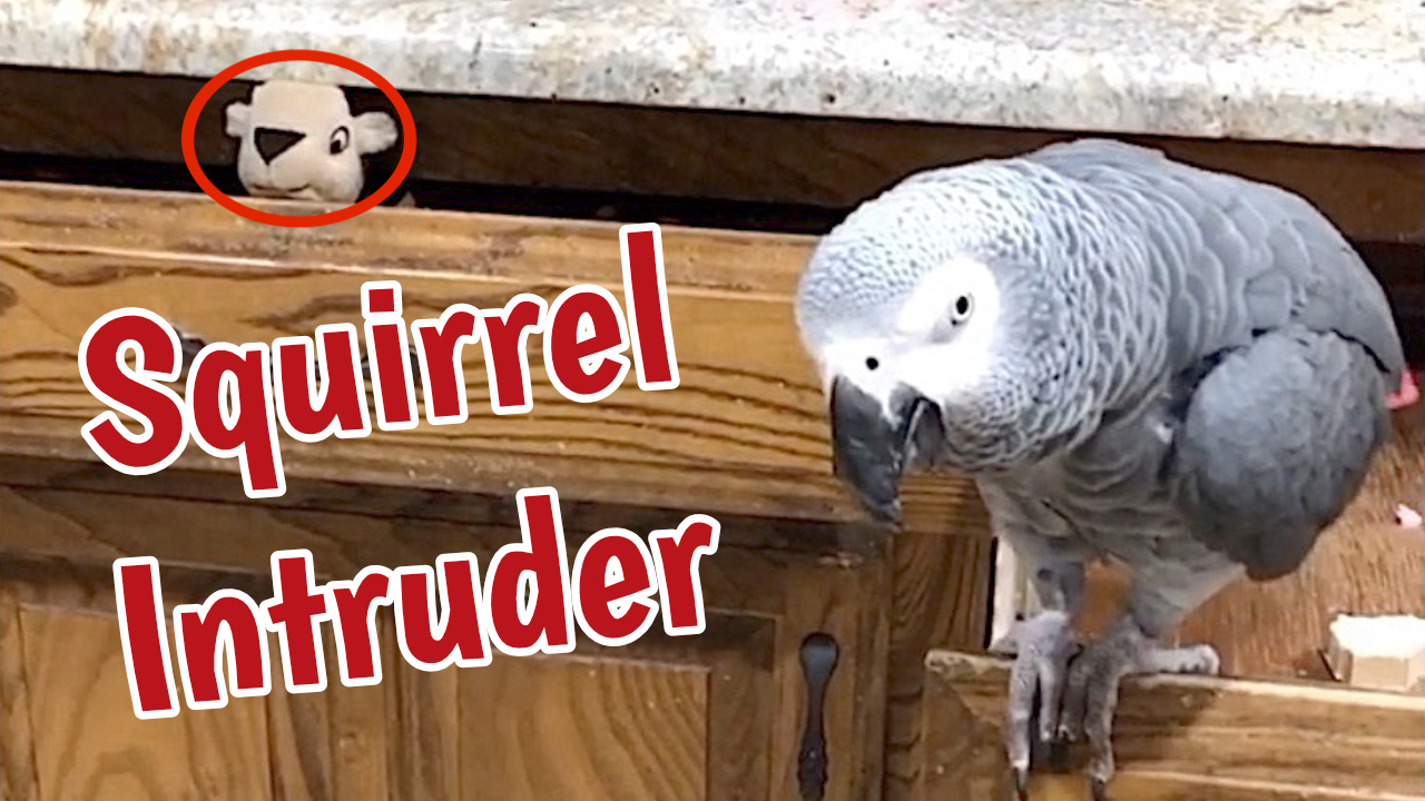 Parrot evicts "squirrel" from kitchen drawer