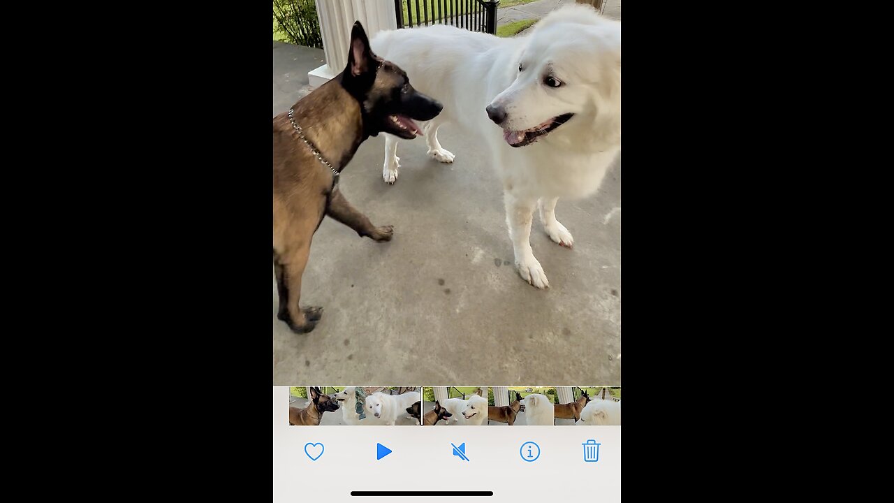 Hilarious video of Great Pyrenees meets Belgian Malinois!🐕🐩.