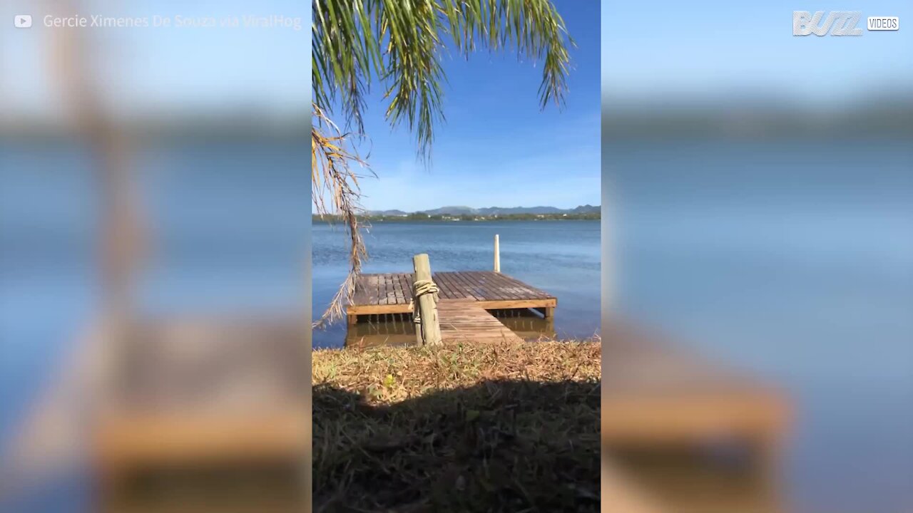 Ce chien tacle son maître et le fait tomber à l'eau