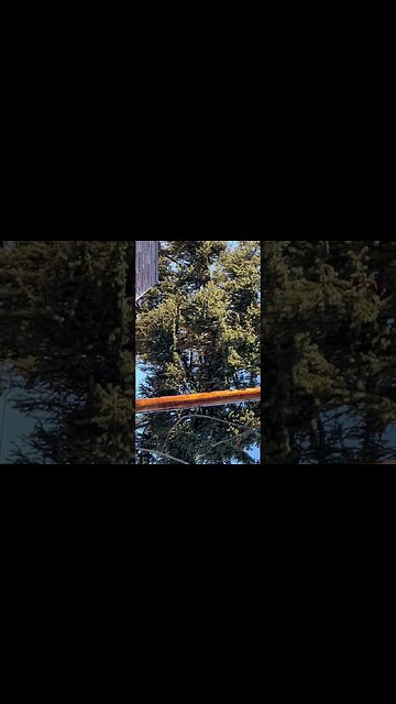 Cutting the tree #shorts