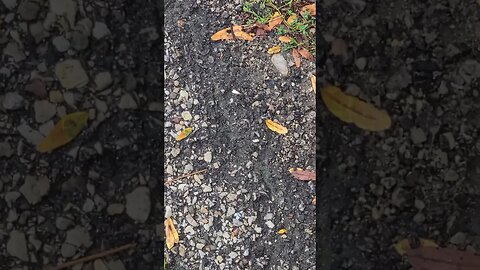 that's a bug #shorts