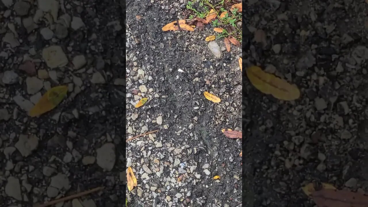 that's a bug #shorts