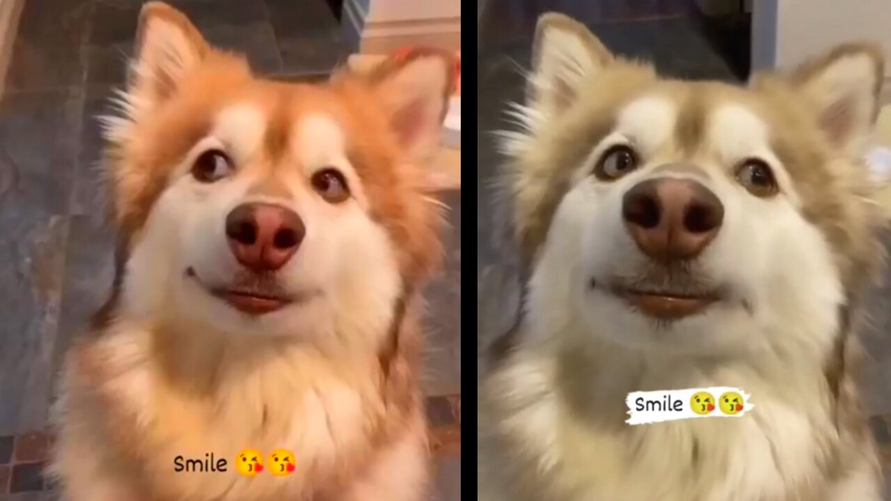 Most funny dogs action | funny dog | #funny#shorts#funnydog