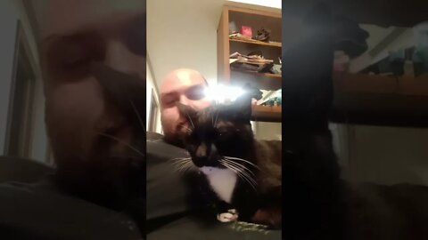 Kitty changes plans #shorts #shortsvideo #shortsfeed #youtubeshorts