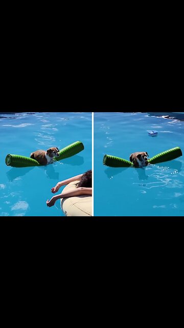 Dog hangs on pool floatie just like a human