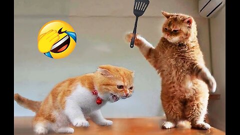 Funniest Animals 2023 😂 New Funny Cats and Dogs Videos 😻🐶 Part 1