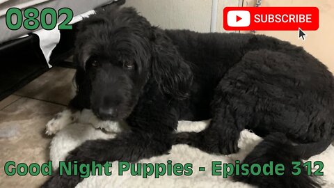[0802] GOOD NIGHT PUPPIES - EPISODE 312 [#dogs #doggos #doggies #puppies #dogdaycare]