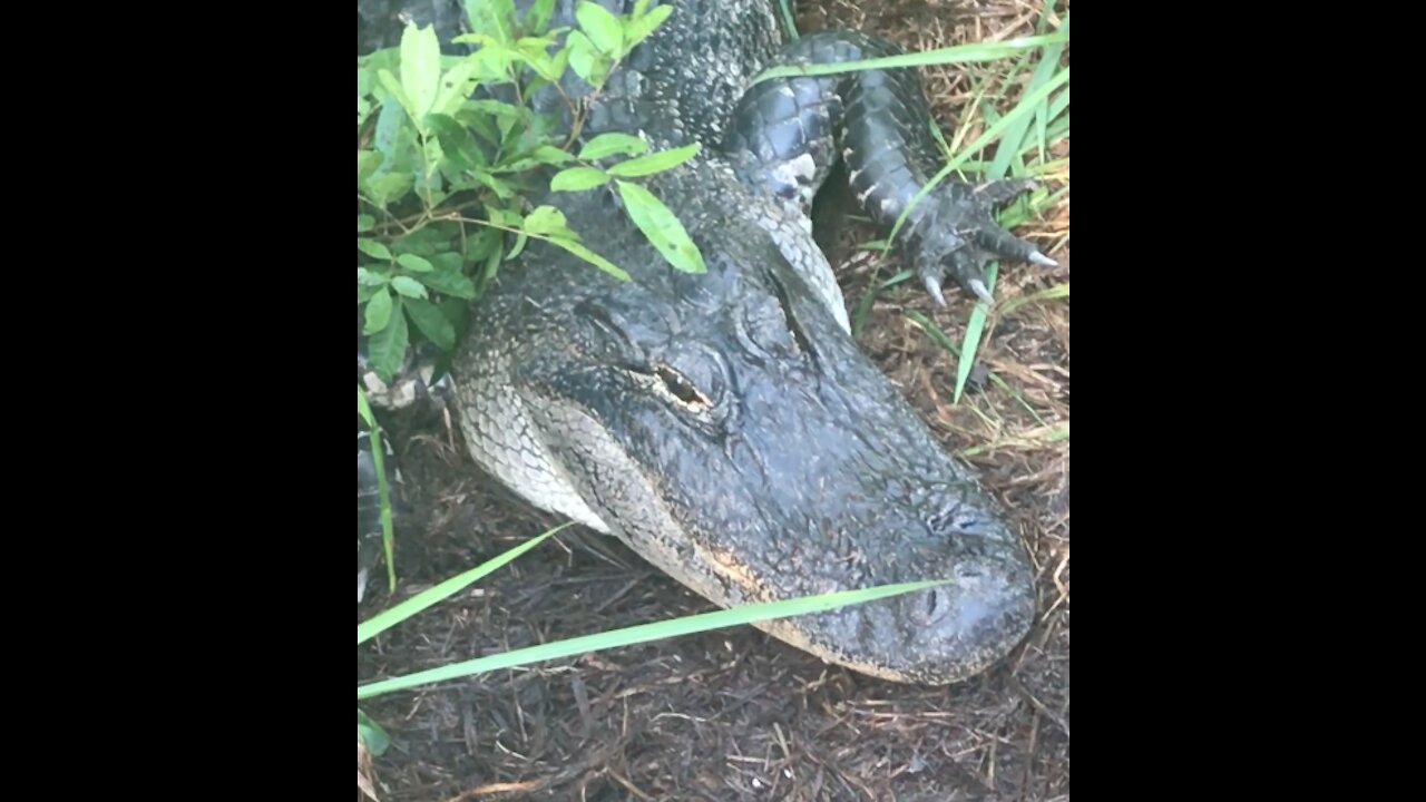 Ally the Alligator watching her eggs hatching