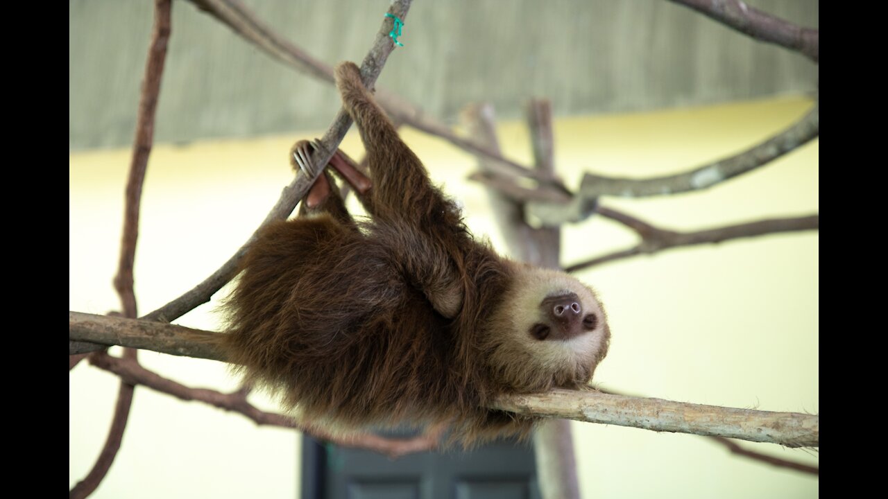 Baby Sloths Being the Cutest Animals EVER!!!