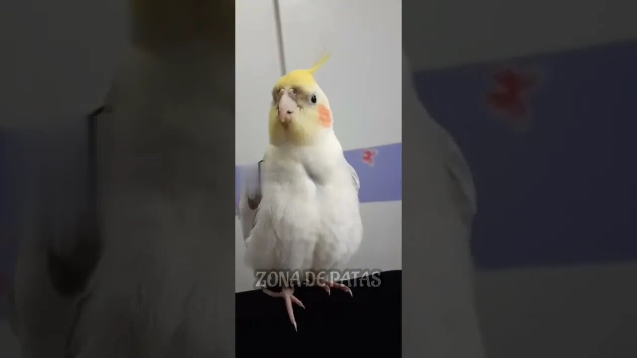 AMO VOCÊS 🥰