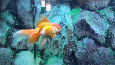 De vuelta con el acuario de Goldfish de 320 litros / mi pez sufre de vejiga natatoria-8