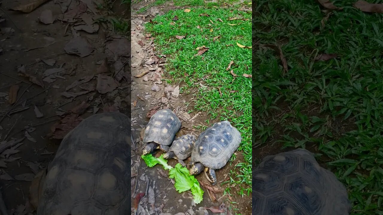 Bapak Ibu Kura-kura Mengajari anak untuk makan Selada supaya sehat