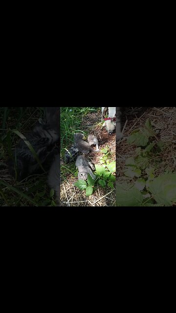 Kittens in the Shadows.