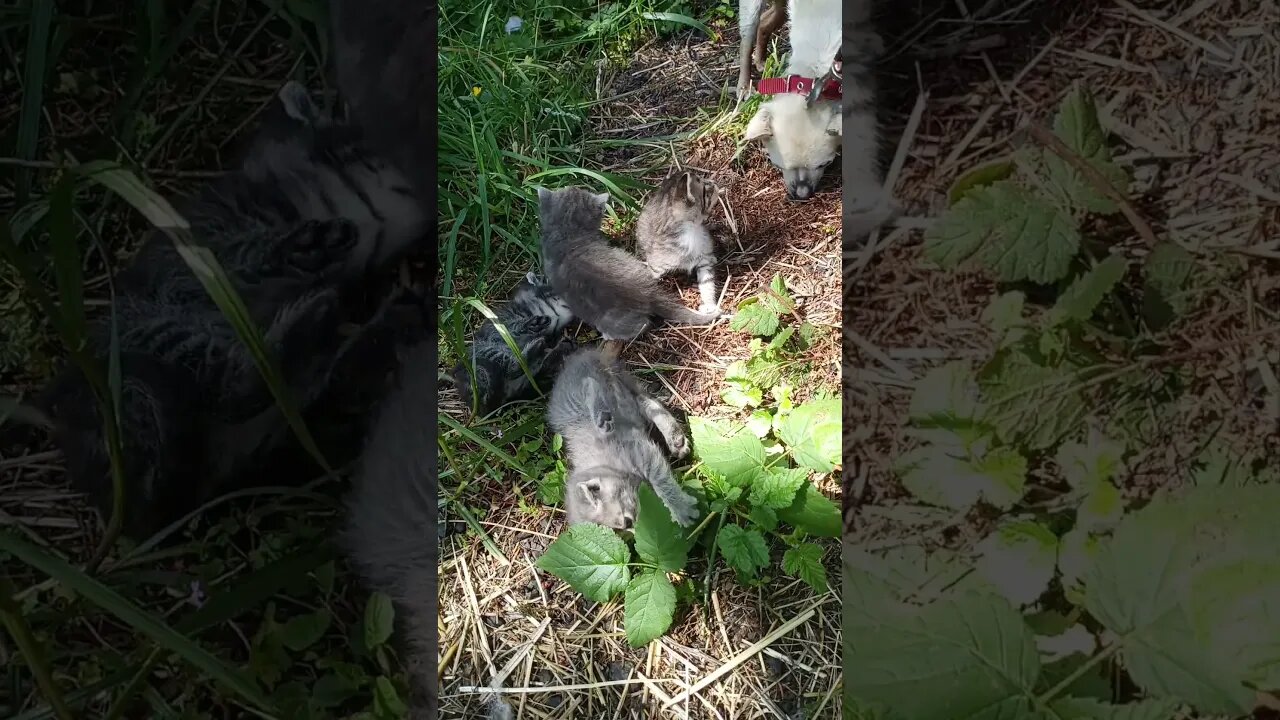 Kittens in the Shadows.