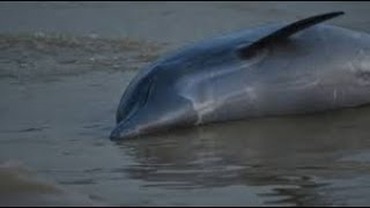 Amazon's Silent Cry: The Dolphin Disaster