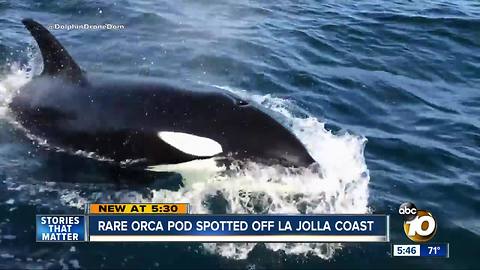 Orcas spotted off the coast of La Jolla