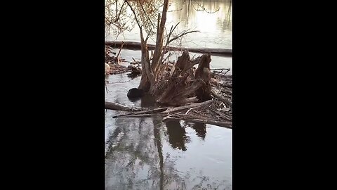 Nature Time Chronicles, man versus Beaver 🦫.