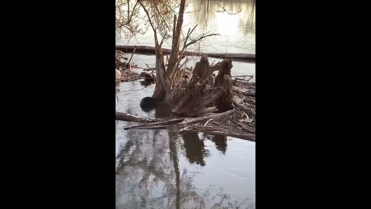 Nature Time Chronicles, man versus Beaver 🦫.