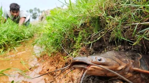 Amazing fisher man! Unbelievable fishing technique!Best catching catfish by hand!