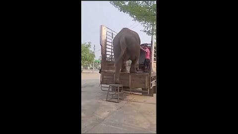 Trained Elephant