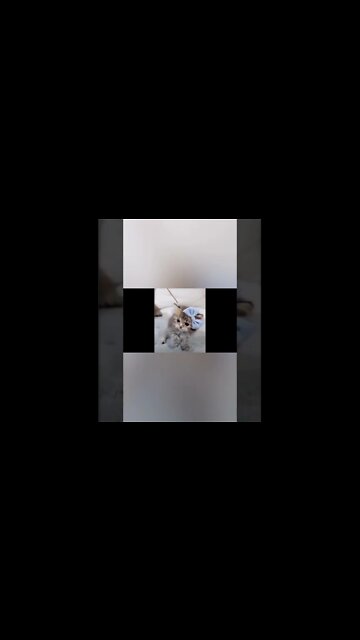 Mama Cat Takes Back Crying Kitten with man