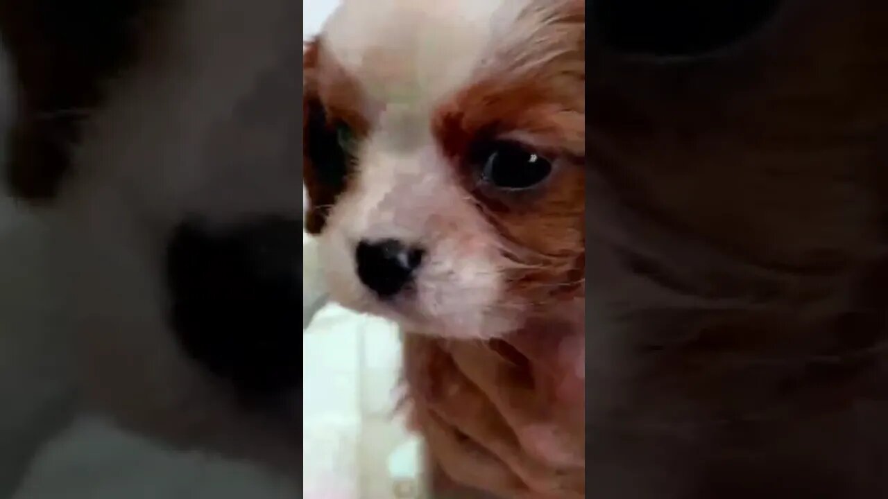 Funniest Cat and Dog Videos Compilation