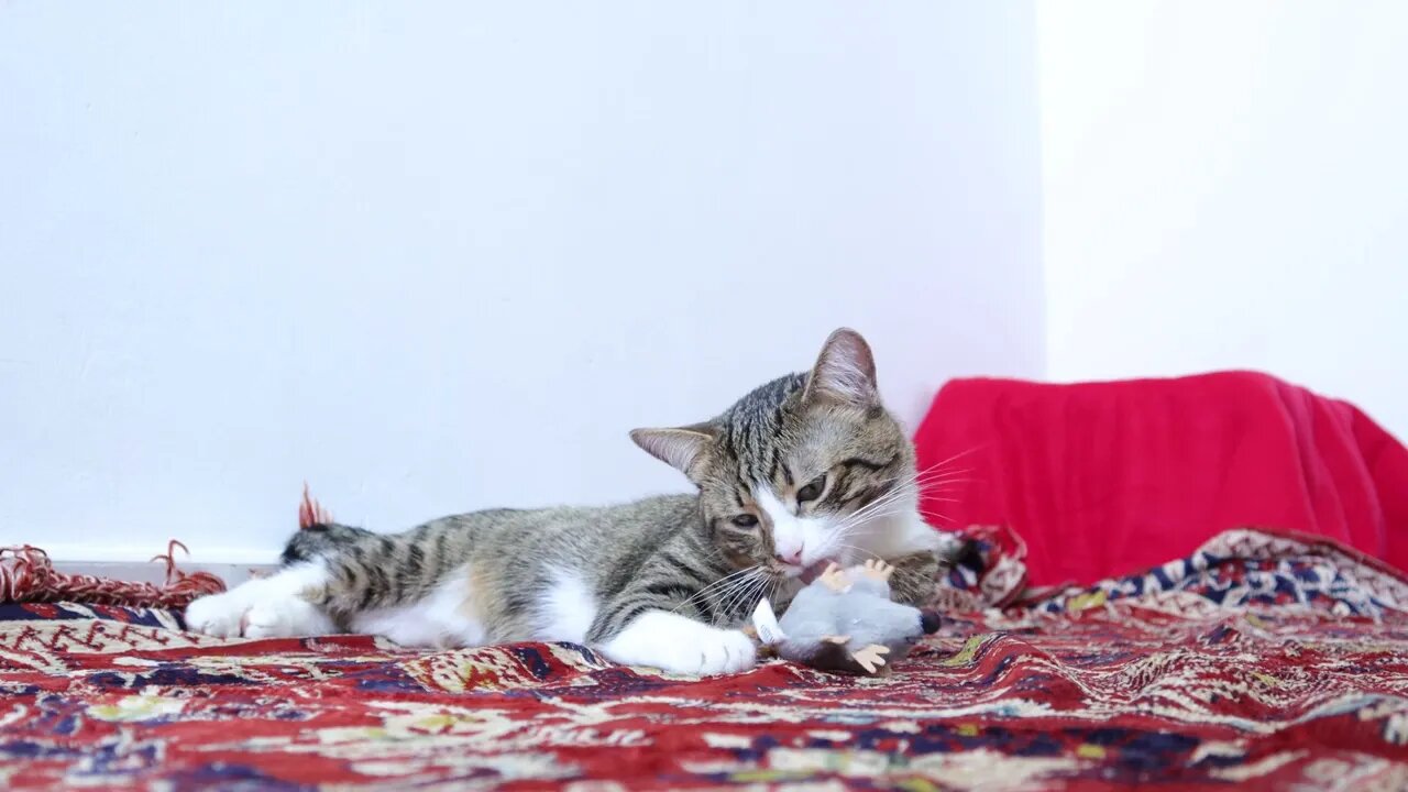 Cute Tabby Cat Sits on the Carpet