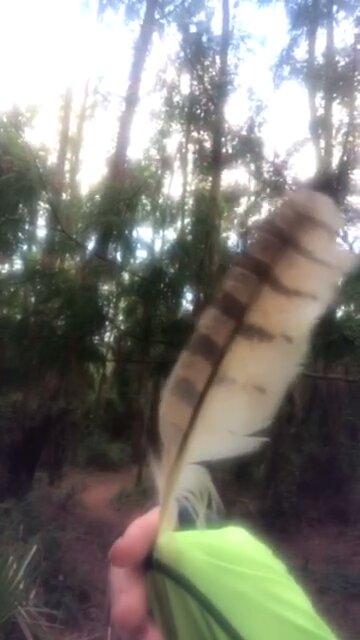 Barn Owl Feather 🦉