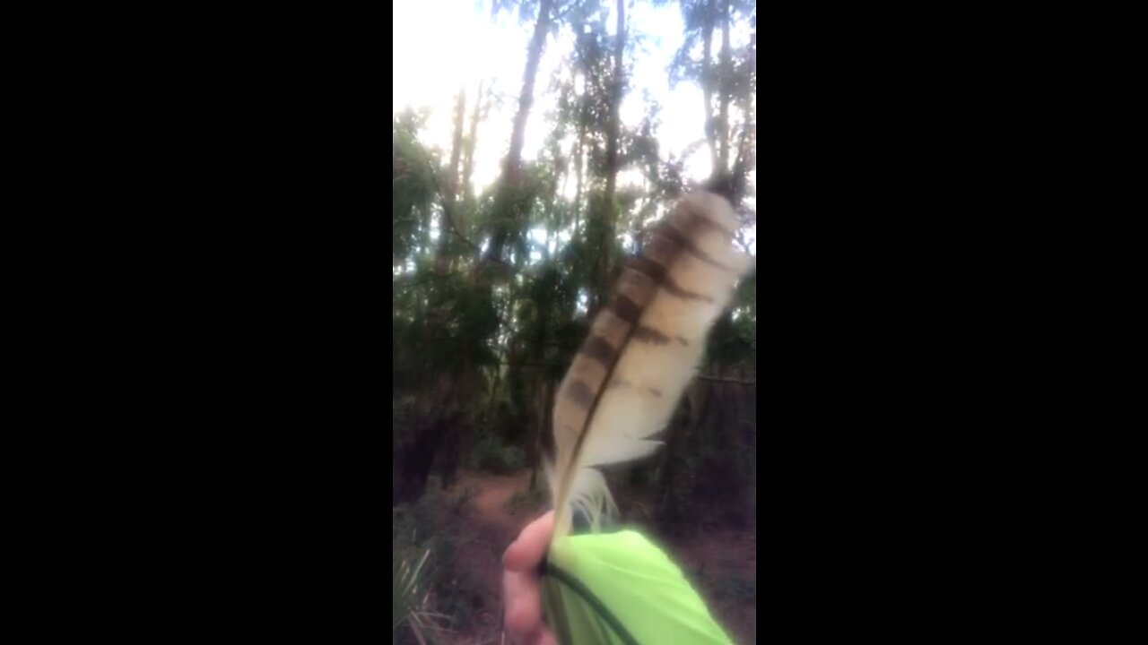 Barn Owl Feather 🦉