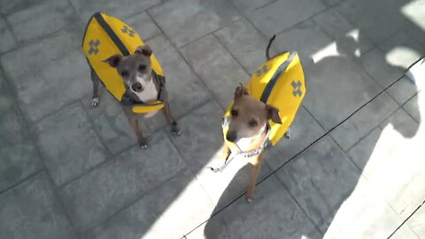 TEACHING DOGS HOW TO SWIM