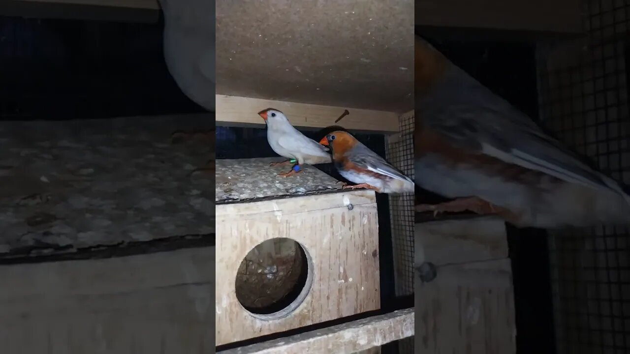 Mutation finches at SNS exotic finches #shorts #youtubeshorts #birdslover