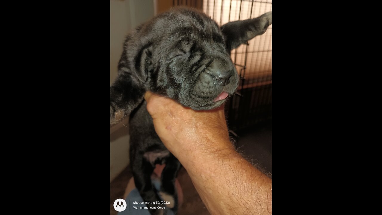 Cane Corso Hemi X Warlock Pups July 3 2024