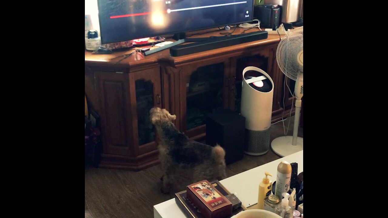 Welsh Terrier watches himself on TV