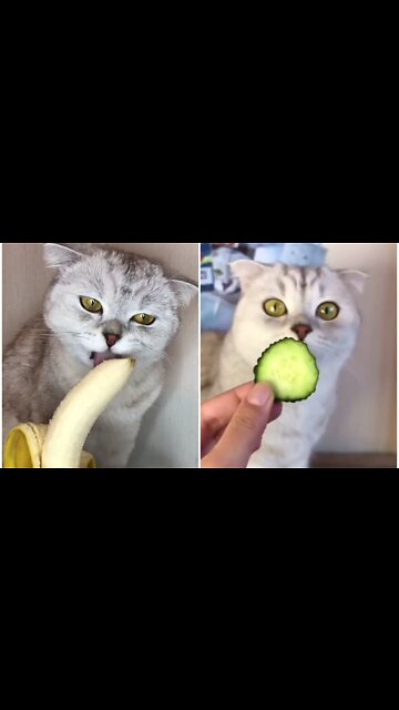 Cat taste delicious fruits and give adorable feedback