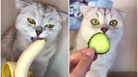 Cat taste delicious fruits and give adorable feedback