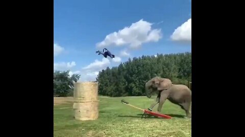 What a wonderful throw, human-elephant collaboration