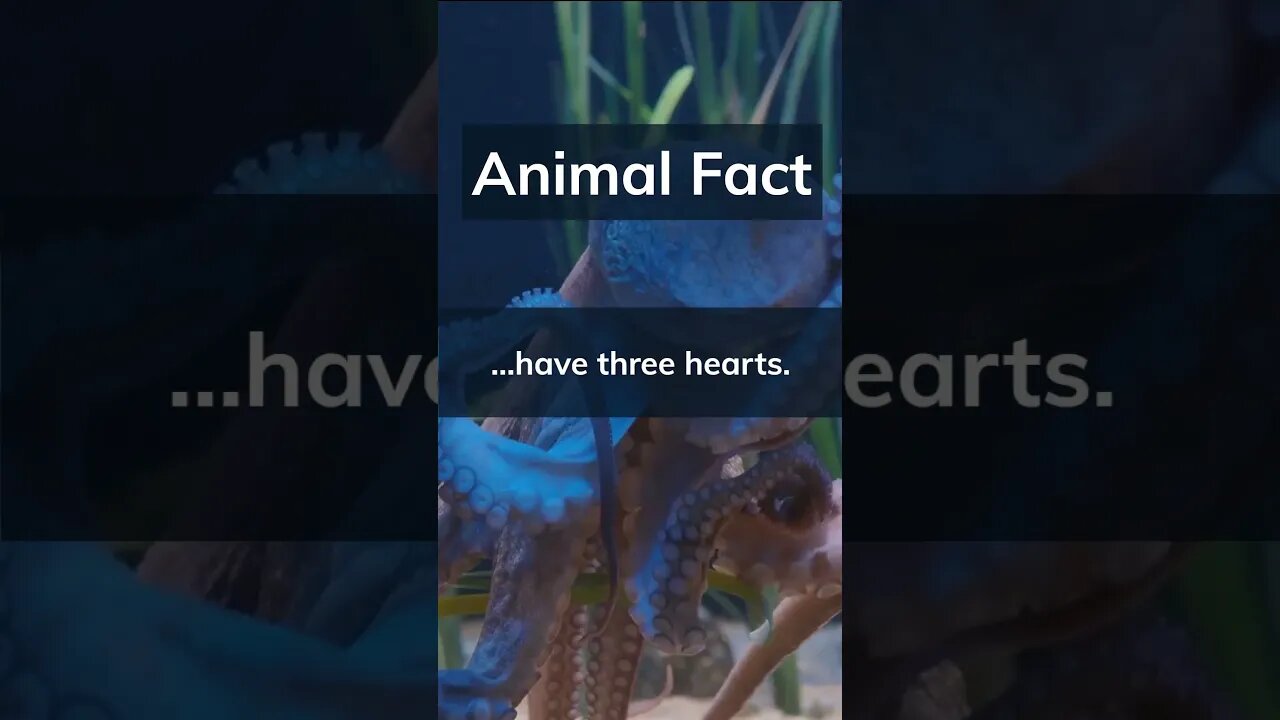 Did You Know? Octopuses.. #shortsfeed #shortvideo #shorts