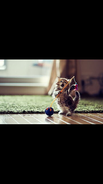 Try Not To Laugh Watching Funny Cats 2023 #trending #cutecats #cats #cuteanimals