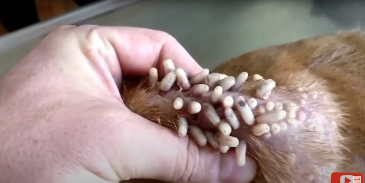 7 Satisfying Animals Pimple Popping Videos