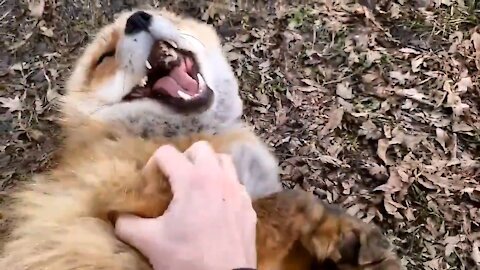 Ever heard a FOX Laughing?