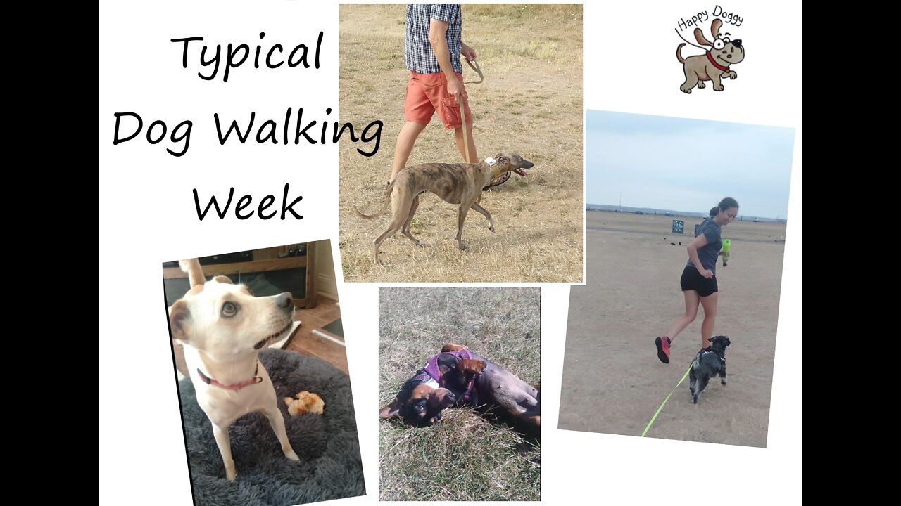 A Week of Dog Walking with Happy Doggy - Highlights ✰